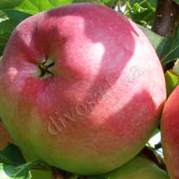 Сорта яблони с высокой  зимостойкостью ЛИГОЛ, 2 года