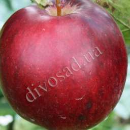 Сорта  яблони с дегустационной оценкой  4,7-5,0 балла МОДИ, контейнер 7 л, 2 года