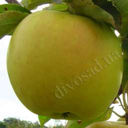 Зимние сорта яблонь МУТСУ, 2 года