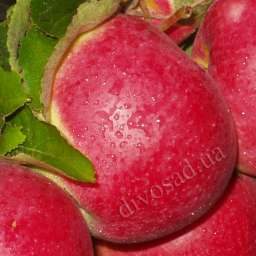 Сорта  яблони с дегустационной оценкой  4,7-5,0 балла ПЕРЛИНА КИЕВА, 2 года