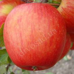 Зимние сорта яблонь ПИНОВА, 2 года