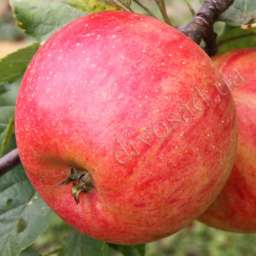 Летние сорта яблонь ПИРОС, 2 года