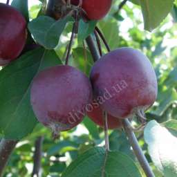 Сорта яблони с высокой  зимостойкостью Райка КЕРР с красной мякотью, 2 года