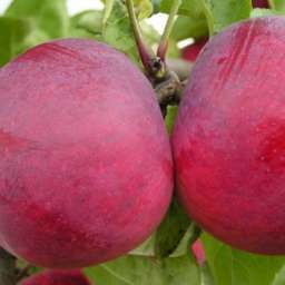 Сорта  яблони с дегустационной оценкой  4,7-5,0 балла РЕД ФРИ, 2 года