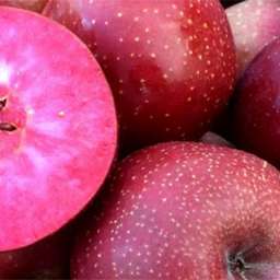 Сорта яблони с высокой  зимостойкостью РЕД МУН с красной мякотью, 2 года