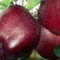 Сорта  яблони с дегустационной оценкой  4,7-5,0 балла РЕД ВЕЛОКС/Red Velox, 2 года