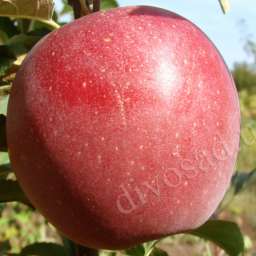 Сорта яблони с высокой  зимостойкостью РЕВЕНА, 2 года