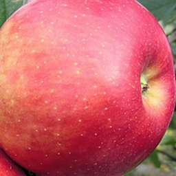 Сорта яблони с высокой  зимостойкостью РОЗЕЛЛА, 2 года