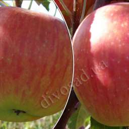 Зимние сорта яблонь РУБИНЕТТЕ+КАТЕРИНА с комом, 4 года