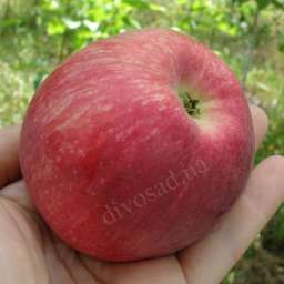 Сорта яблони с высокой  зимостойкостью СЛАВА ПОБЕДИТЕЛЯМ, 2 года