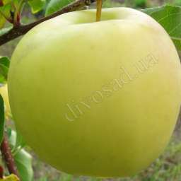 Сорта яблони с высокой  зимостойкостью СНЕЖНЫЙ КАЛЬВИЛЬ, 2 года