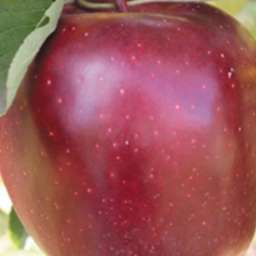 Сорта яблони с высокой  зимостойкостью СУПЕР ЧИФ/Сандидж, 2 года