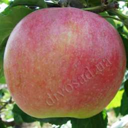 Сорта яблони с высокой устойчивостью к парше ТЕРЕМОК, 2 года