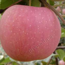 Сорта  яблони с дегустационной оценкой  4,7-5,0 балла ТОШИРО ФУДЖИ, 2 года