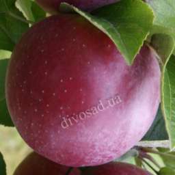 Сорта  яблони с дегустационной оценкой  4,7-5,0 балла ТРИНИТИ с красной мякотью, 2 года