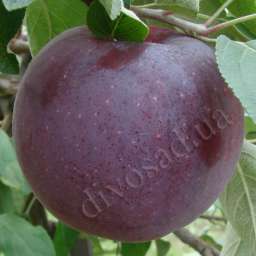 Сорта  яблони с дегустационной оценкой  4,7-5,0 балла ВИЛЬЯМС ПРАЙД, 2 года