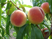 Персик – обрезка летом для закладки плодовых почек на следующий год