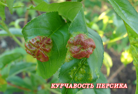 Персик Дерево Фото Листьев