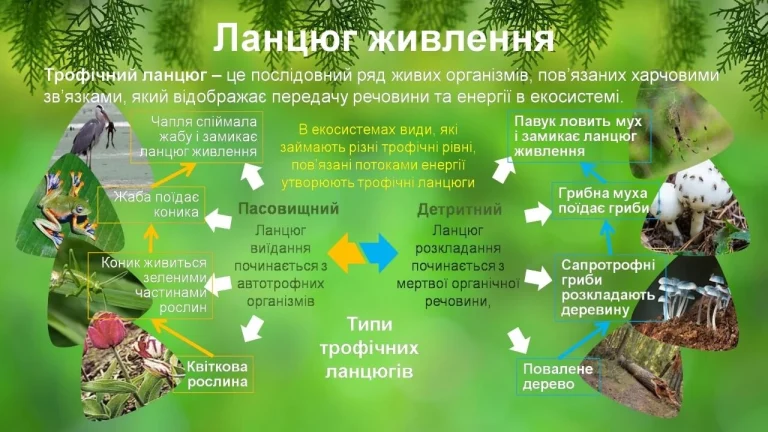 Детритний ланцюг живлення: механізми, приклади та роль в екосистемах