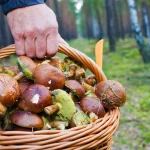 Гриби Київщини: повний гід для збирачів 2026