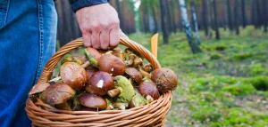 Гриби Київщини: повний гід для збирачів 2026