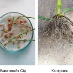 Як отримують сучасні біопрепарати: від клітини до готової дози