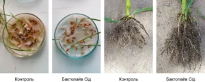 Як отримують сучасні біопрепарати: від клітини до готової дози