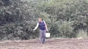 Як сіяти люцерну вручну: покроковий гід для густого травостою