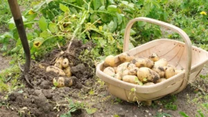 Картопля Рів’єра характеристика: повний гід для українських городників