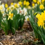 Коли обрізати нарциси після цвітіння — точний час і секрети догляду