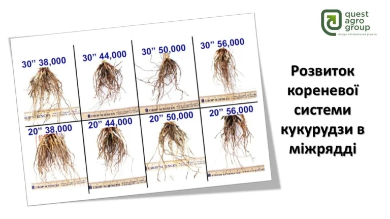 Коренева система кукурудзи: будова, розвиток і вплив на врожайність