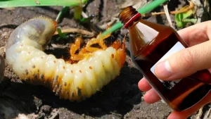 Нашатырный спирт от личинок хруща: рецепты, нормы и секреты применения