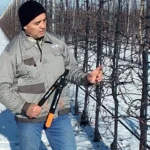 Обрізка дерев зимою: правила, терміни та секрети здорового саду