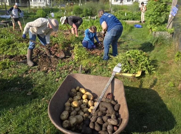 Ранні сорти картоплі: секрет швидкого врожаю для українських городів