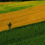 Сівозміна: як правильно чергувати культури для високих урожаїв