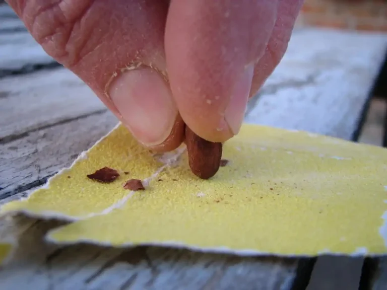 Скарифікація насіння: як зламати тверду оболонку і отримати дружні сходи
