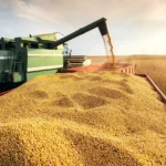 Урожай сої з 1 га: реальні цифри, фактори та шляхи до 4+ тонн