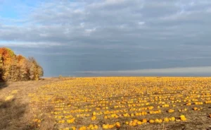 Вирощування гарбузів як бізнес: повний гід для прибутку у 2026