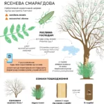 Чи ростуть фініки в Україні: реальні можливості та альтернативи