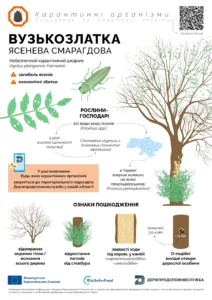 Растут ли финики в Украине: реальные возможности и альтернативы