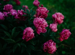 Чим підживити піони весною: меню для великих бутонів