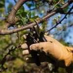 Як обрізати вишню: повний гід для багатого врожаю