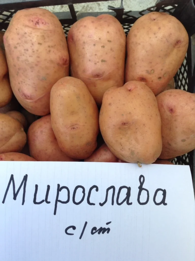 Картопля Мирослава характеристика: повний гід українського сорту
