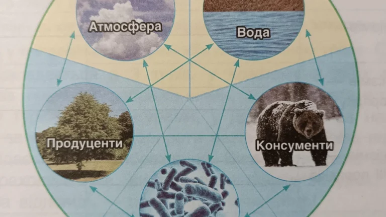 Консументи 1 порядку в екосистемах: від фітофагів до енергетичних мостів