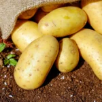 Копати картоплю: коли шкірка вже тримається