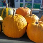 Найбільший гарбуз у світі: тонна помаранчевої впертості