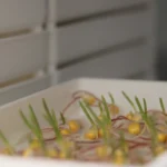 Насіння кукурудзи української селекції: як обирати, вирощувати й отримувати стабільний урожай