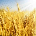 Пшениця: золоте зерно, що годує світ і Україну