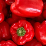 Ранні високоврожайні сорти перцю: секрети щедрого врожаю