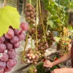 Що можна садити біля винограду: хто годує, хто шкодить